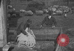 Image of sheep shearing United States USA, 1926, second 25 stock footage video 65675080468