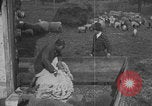 Image of sheep shearing United States USA, 1926, second 27 stock footage video 65675080468