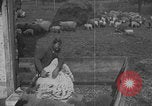 Image of sheep shearing United States USA, 1926, second 29 stock footage video 65675080468