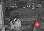 Image of sheep shearing United States USA, 1926, second 30 stock footage video 65675080468