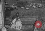 Image of sheep shearing United States USA, 1926, second 31 stock footage video 65675080468