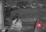 Image of sheep shearing United States USA, 1926, second 32 stock footage video 65675080468