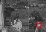 Image of sheep shearing United States USA, 1926, second 39 stock footage video 65675080468
