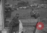 Image of sheep shearing United States USA, 1926, second 41 stock footage video 65675080468