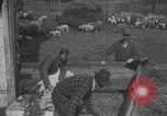 Image of sheep shearing United States USA, 1926, second 42 stock footage video 65675080468