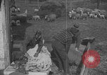 Image of sheep shearing United States USA, 1926, second 45 stock footage video 65675080468