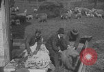Image of sheep shearing United States USA, 1926, second 46 stock footage video 65675080468