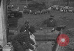 Image of sheep shearing United States USA, 1926, second 48 stock footage video 65675080468