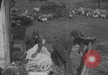 Image of sheep shearing United States USA, 1926, second 51 stock footage video 65675080468
