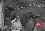 Image of sheep shearing United States USA, 1926, second 52 stock footage video 65675080468