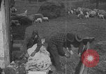 Image of sheep shearing United States USA, 1926, second 53 stock footage video 65675080468
