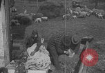 Image of sheep shearing United States USA, 1926, second 55 stock footage video 65675080468