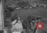 Image of sheep shearing United States USA, 1926, second 56 stock footage video 65675080468