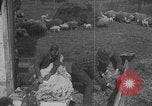 Image of sheep shearing United States USA, 1926, second 57 stock footage video 65675080468