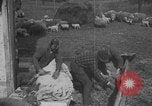 Image of sheep shearing United States USA, 1926, second 58 stock footage video 65675080468