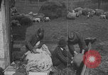 Image of sheep shearing United States USA, 1926, second 59 stock footage video 65675080468