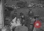 Image of sheep shearing United States USA, 1926, second 60 stock footage video 65675080468