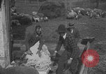 Image of sheep shearing United States USA, 1926, second 61 stock footage video 65675080468