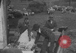 Image of sheep shearing United States USA, 1926, second 62 stock footage video 65675080468