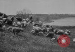 Image of shepherd herding United States USA, 1926, second 3 stock footage video 65675080469