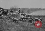 Image of shepherd herding United States USA, 1926, second 4 stock footage video 65675080469