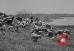 Image of shepherd herding United States USA, 1926, second 5 stock footage video 65675080469