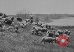 Image of shepherd herding United States USA, 1926, second 6 stock footage video 65675080469
