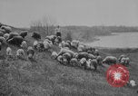 Image of shepherd herding United States USA, 1926, second 8 stock footage video 65675080469