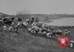 Image of shepherd herding United States USA, 1926, second 9 stock footage video 65675080469