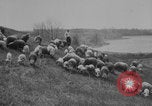 Image of shepherd herding United States USA, 1926, second 10 stock footage video 65675080469