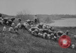Image of shepherd herding United States USA, 1926, second 11 stock footage video 65675080469