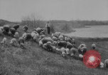 Image of shepherd herding United States USA, 1926, second 12 stock footage video 65675080469
