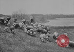 Image of shepherd herding United States USA, 1926, second 13 stock footage video 65675080469