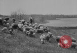 Image of shepherd herding United States USA, 1926, second 14 stock footage video 65675080469