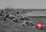 Image of shepherd herding United States USA, 1926, second 15 stock footage video 65675080469