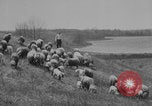Image of shepherd herding United States USA, 1926, second 16 stock footage video 65675080469