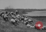 Image of shepherd herding United States USA, 1926, second 19 stock footage video 65675080469