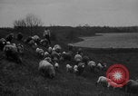 Image of shepherd herding United States USA, 1926, second 20 stock footage video 65675080469