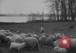 Image of shepherd herding United States USA, 1926, second 22 stock footage video 65675080469