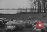 Image of shepherd herding United States USA, 1926, second 23 stock footage video 65675080469