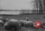 Image of shepherd herding United States USA, 1926, second 24 stock footage video 65675080469
