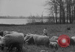 Image of shepherd herding United States USA, 1926, second 25 stock footage video 65675080469