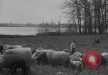 Image of shepherd herding United States USA, 1926, second 26 stock footage video 65675080469