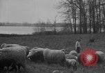 Image of shepherd herding United States USA, 1926, second 27 stock footage video 65675080469