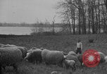 Image of shepherd herding United States USA, 1926, second 28 stock footage video 65675080469