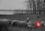 Image of shepherd herding United States USA, 1926, second 29 stock footage video 65675080469