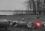 Image of shepherd herding United States USA, 1926, second 30 stock footage video 65675080469