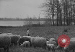 Image of shepherd herding United States USA, 1926, second 32 stock footage video 65675080469