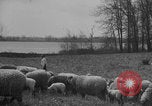 Image of shepherd herding United States USA, 1926, second 34 stock footage video 65675080469