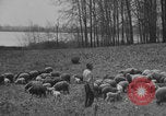 Image of shepherd herding United States USA, 1926, second 37 stock footage video 65675080469